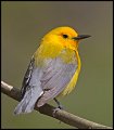 _4SB1466 prothonotary warbler